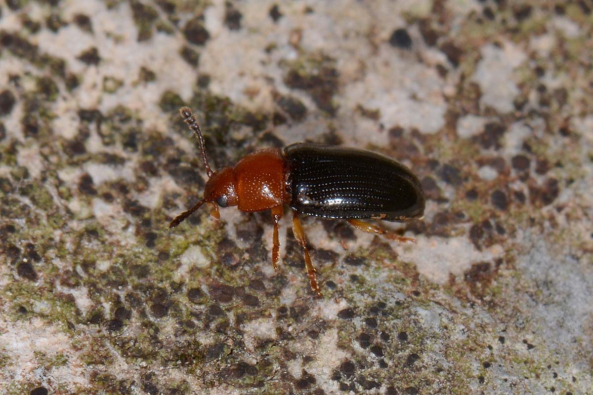 Erotylidae: Triplax lacordairii? S.